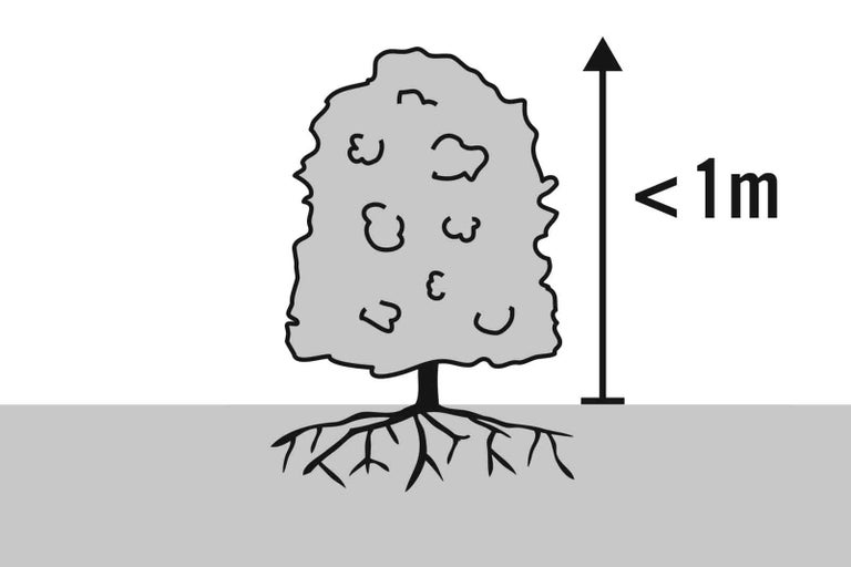 Symbolický obrázek výšky stromu menší než 1 metr