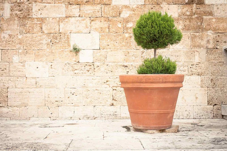 Cypřišek Lawsonův v terakotové květináči před kamennou zdí
