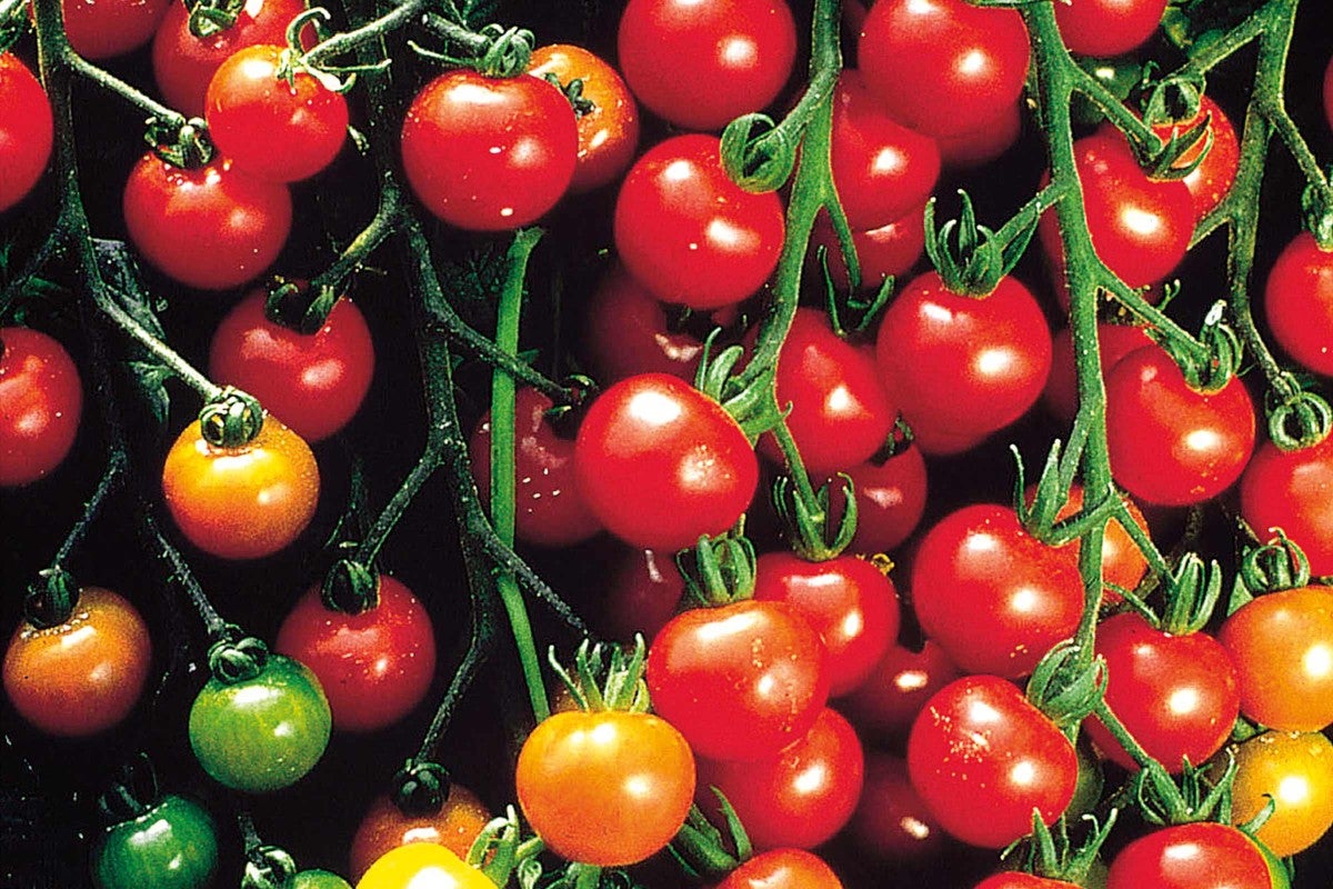 Detailní pohled na cherry rajčata na rostlině