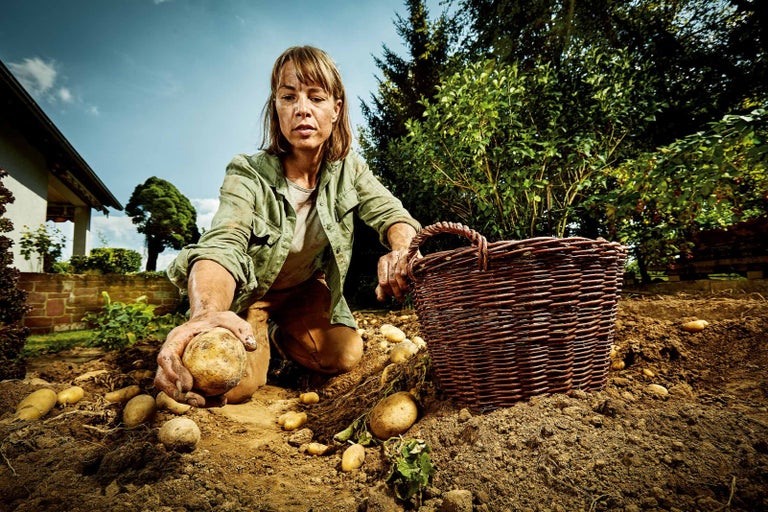 Žena sklízí brambory na své zahradě s vrbovým košíkem