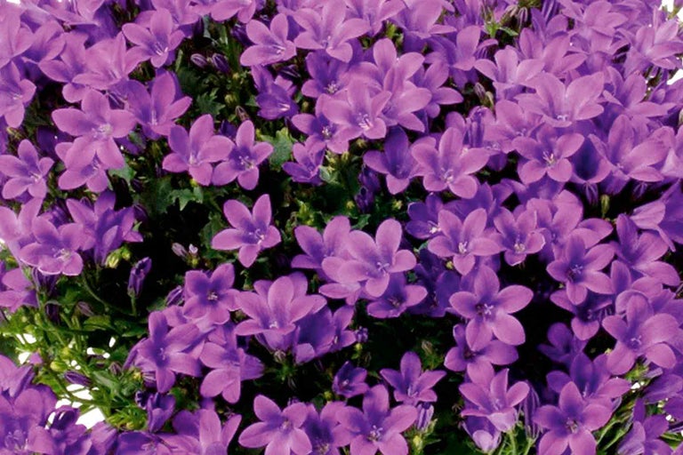 Detailní záběr skupiny květů Campanula portenschlagiana.