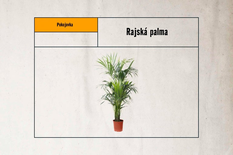Pokojová palma v květináči