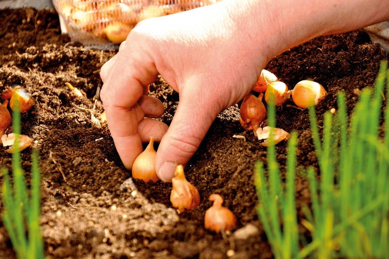 Ruka sází cibule do země.