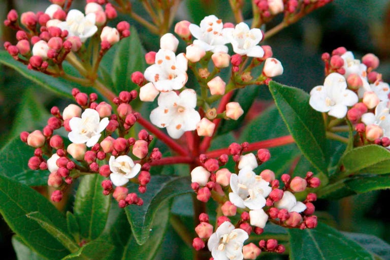 Detailní pohled na rostlinu kaliny obecné s bílými květy a červenými poupaty.