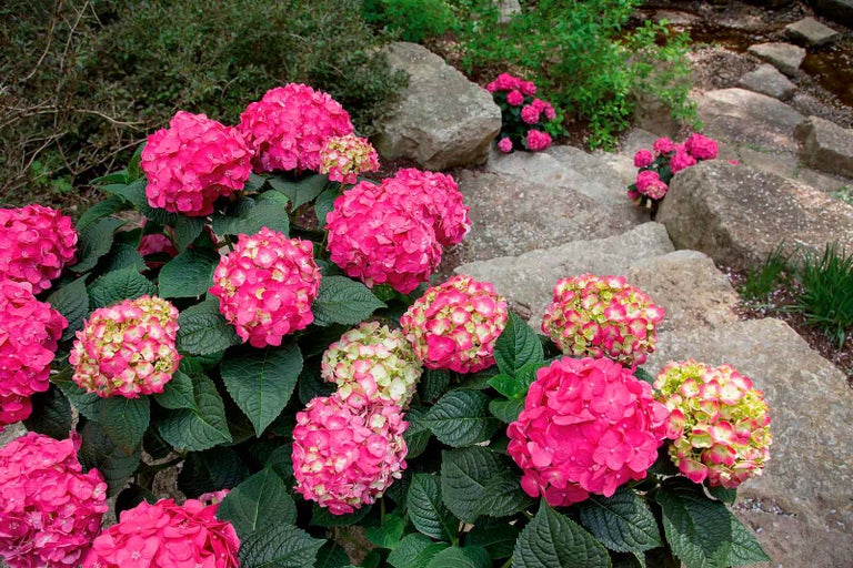 Hortenzie s růžovými květy vedle kamenného schodiště v zahradě