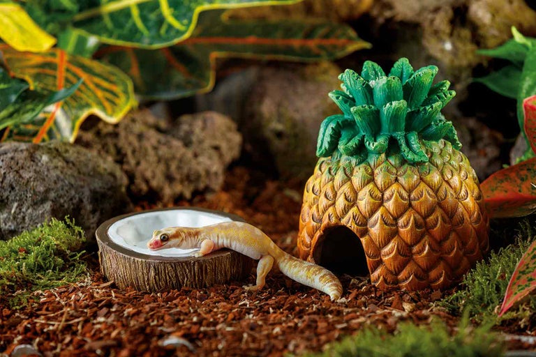 Terarijní scéna s gekonem, miskou na vodu a úkrytem pro ananas