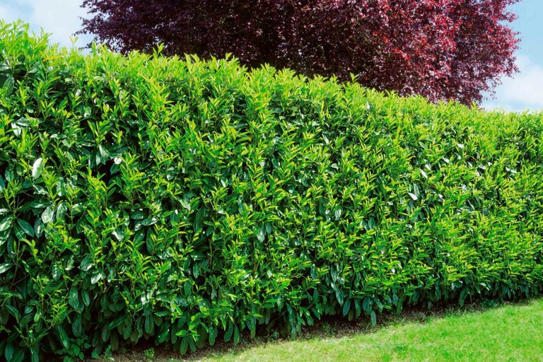 Zelený vavřín jako ochrana soukromí v zahradě