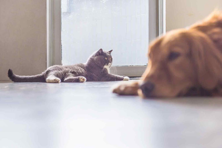 Kočka leží vedle psa na podlaze.