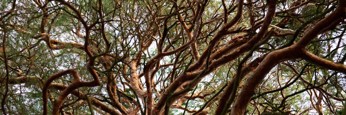 Detail jehličnatého stromu s větvemi