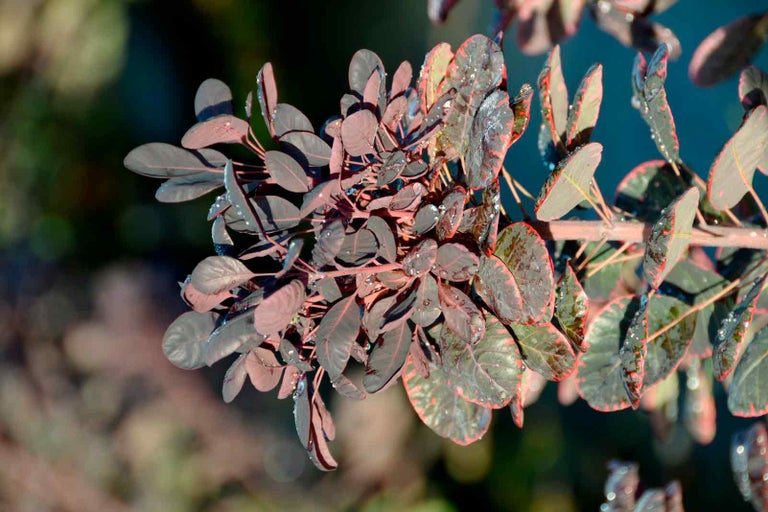 Detailní záběr keře škumpy vlasaté s listy