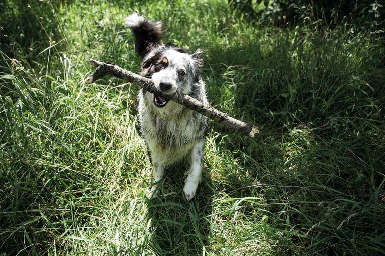 Pes nese klacek v trávě.