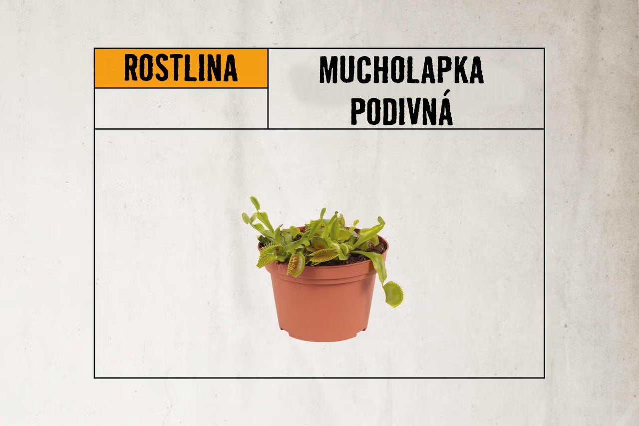 Masožravá rostlina mucholapka podivná Dionaea muscipula v hnědém plastovém květináči.