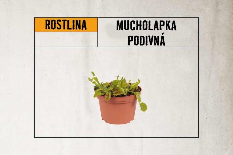 Masožravá rostlina mucholapka podivná Dionaea muscipula v hnědém plastovém květináči.