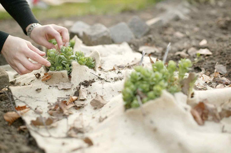 Zahradničení s mulčovací textilií a rozchodníky