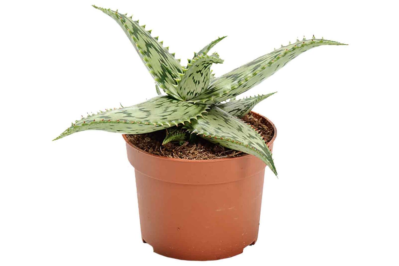 Rostlina Aloe aristata v květináči