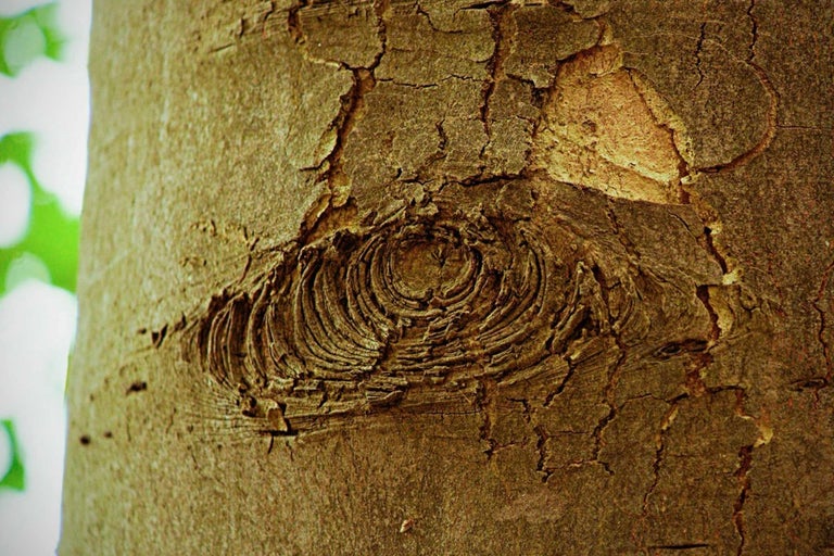 Detail kůry stromu se sukem