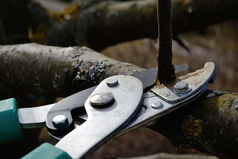 Zahradní nůžky stříhají větev