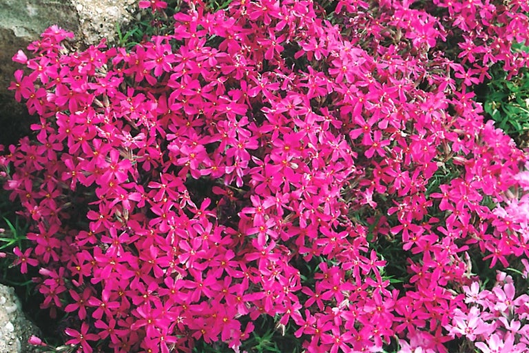 Plamének šídlovitý s drobnými, růžovými květy