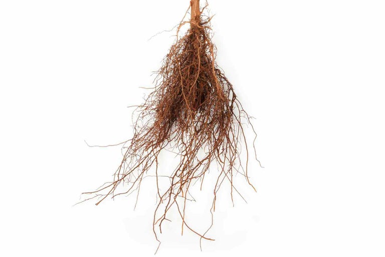 Samostatné kořeny rostliny.