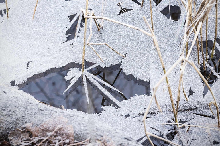 Detailní záběr zamrzlé vody s rostlinami