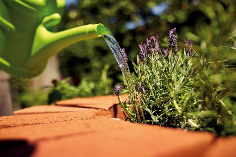 Zalévání levandule z konve na zahradě