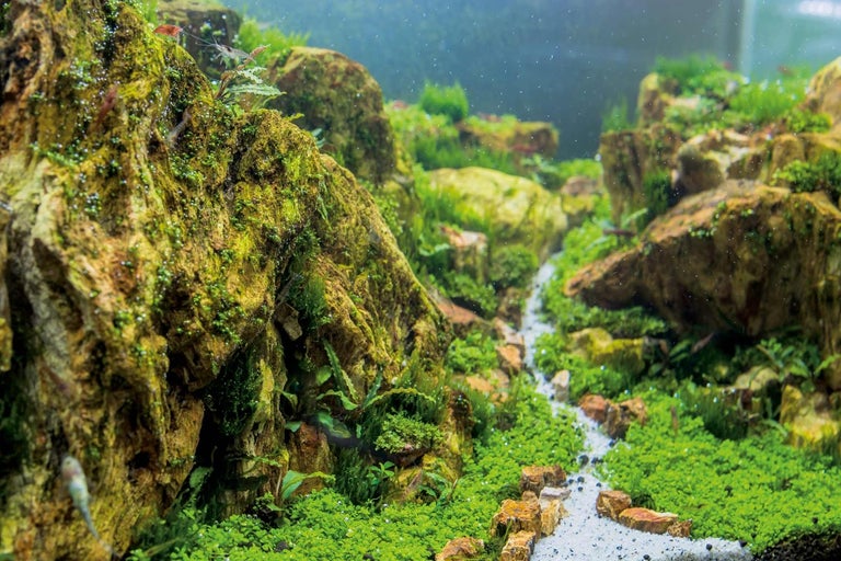 Aquascaping aneb jak vybrat rostliny a dekorace do akvária