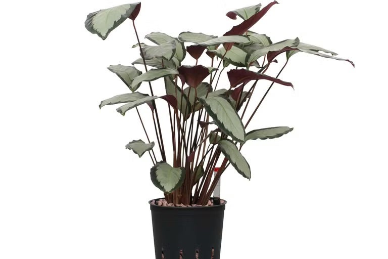 Rostlina v květináči