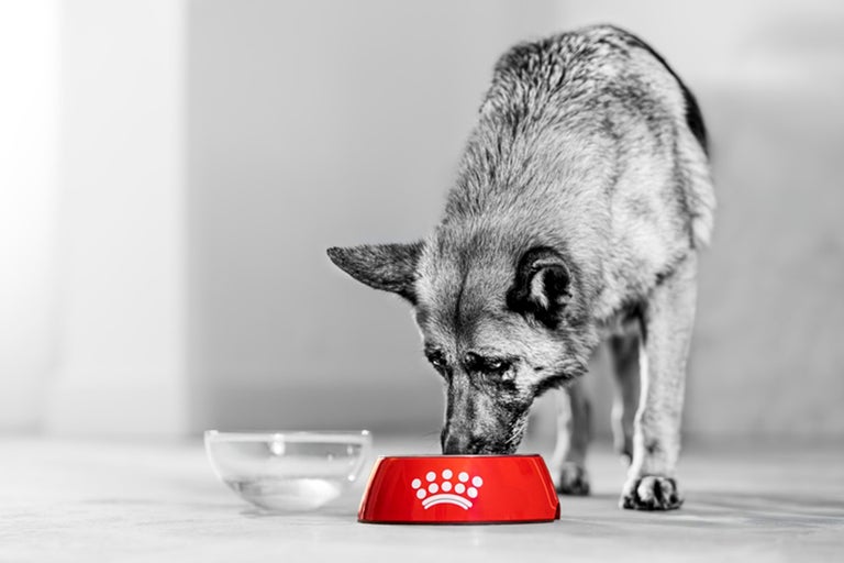 Pes žere z červené misky s Royal Canin Logo vedle skleněné misky s vodou.