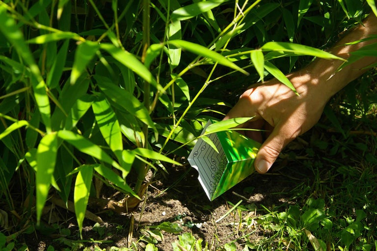 Ruka zasévá travní semena poblíž rostlin bambusu.