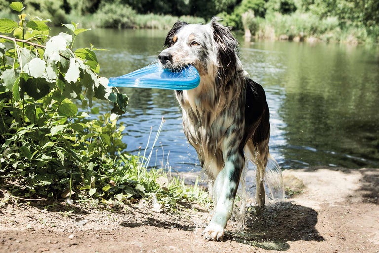 Pes nese modré frisbee z jezera