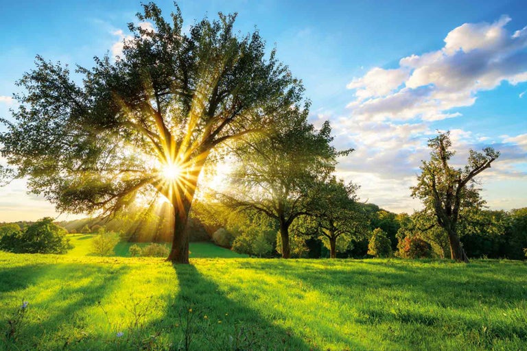 Krajina se stromy a loukou za slunečního svitu
