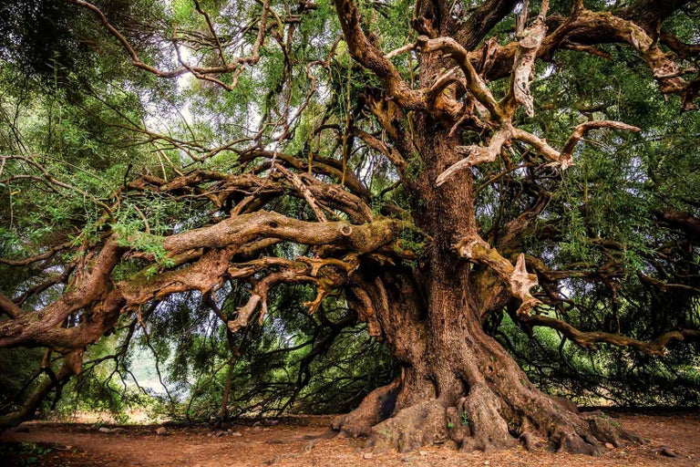 Velký strom s rozsáhlými větvemi a zelenými listy