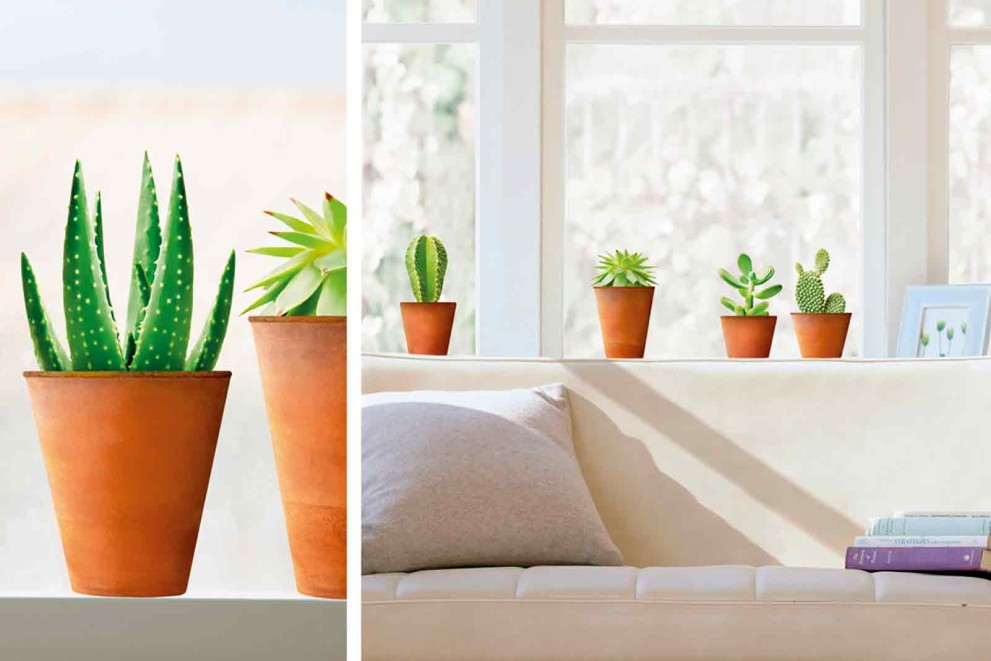 Tipy, jak pěstovat kaktusy a sukulenty