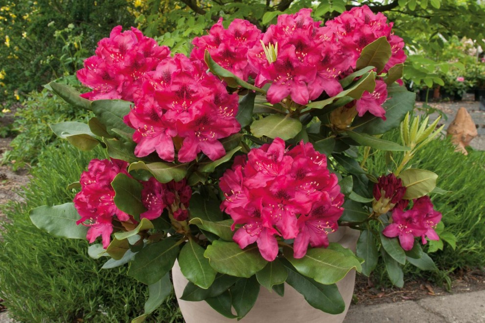 Jak pěstovat rododendrony Jak pěstovat rododendrony