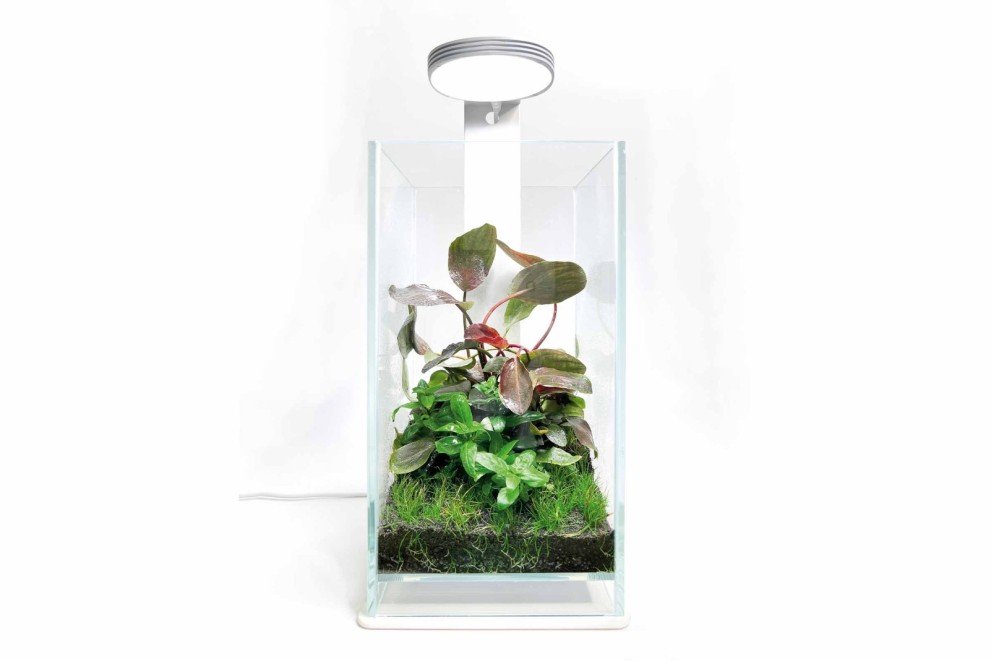 Jak si vyrobit florárium Jak si vyrobit florárium