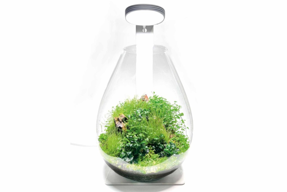 Jak si vyrobit florárium Jak si vyrobit florárium