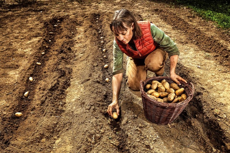 7 tipů, jak sázet brambory, aby byla bohatá úroda