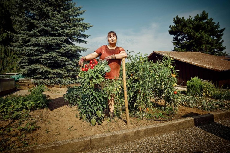 11 tipů, jak pěstovat rajčata, abyste měli bohatou úrodu