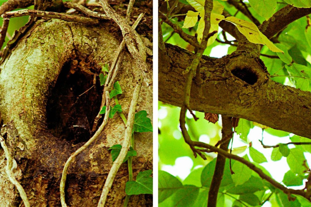 Jak postavit treehouse Jak postavit treehouse