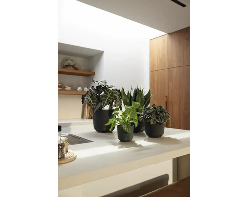 Různé pokojové rostliny v květináčích na kuchyňské lince