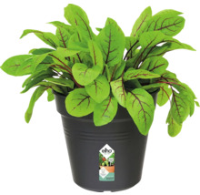 Květináč plastový elho Green Basics Ø 13 x 12 cm černý