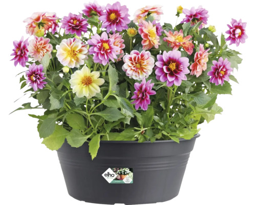 Jiřiny v květináči