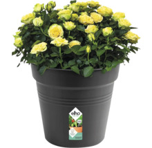 Květináč plastový elho Green Basics Ø 40 x 37 cm černý