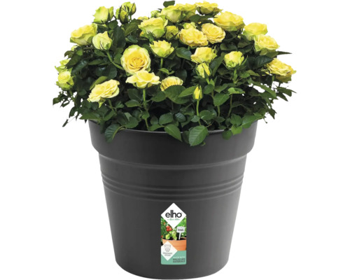 Žluté růže v květináči