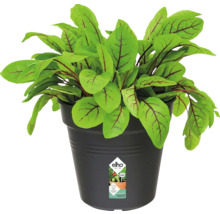 Květináč plastový elho Green Basics Ø 19 x 17 cm černý
