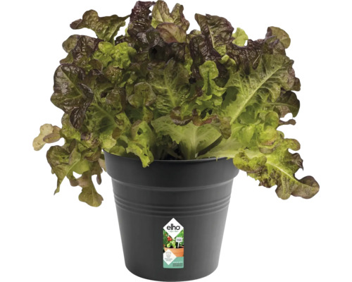 Hlávkový salát v květináči