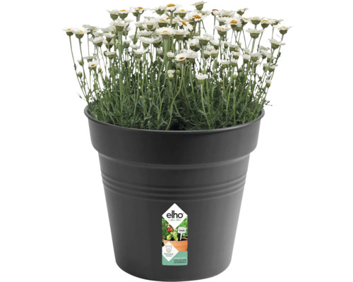 Sedmikrásky v černém květináči