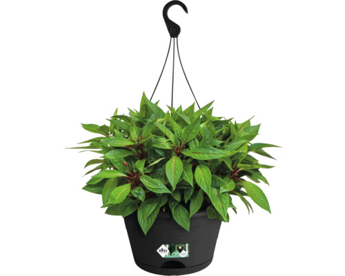 Závěsný květináč se zelenou rostlinou v černém květináči