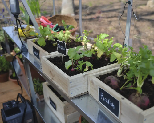 Pěstební boxy s ředkvičkami na kovové polici ve skleníku.