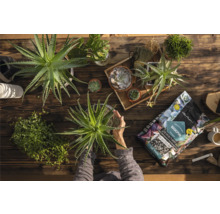 Pohled shora na dřevěný stůl se sukulenty, pokojovými rostlinami a osobou přesazující rostlinu Aloe Vera, stejně jako balení substrátu pro rostliny Lechuza Basicpon.